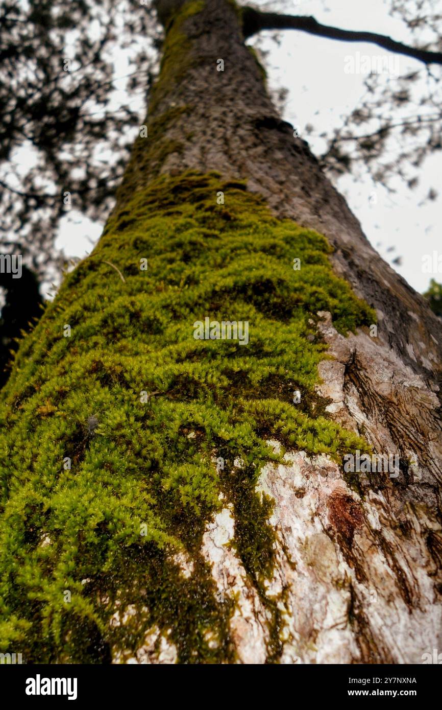 Albero muscoso Foto Stock