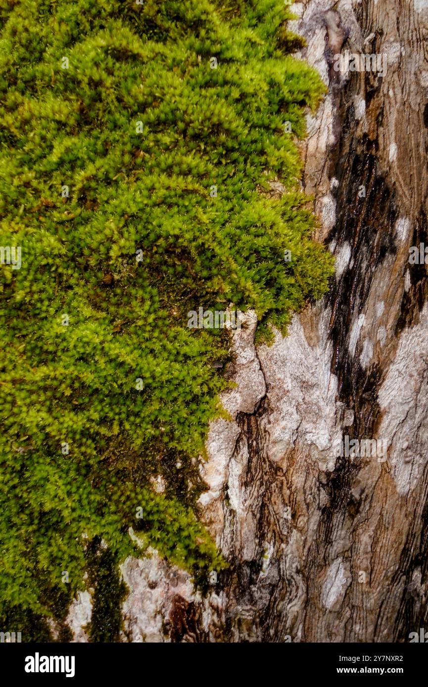 Albero muscoso Foto Stock