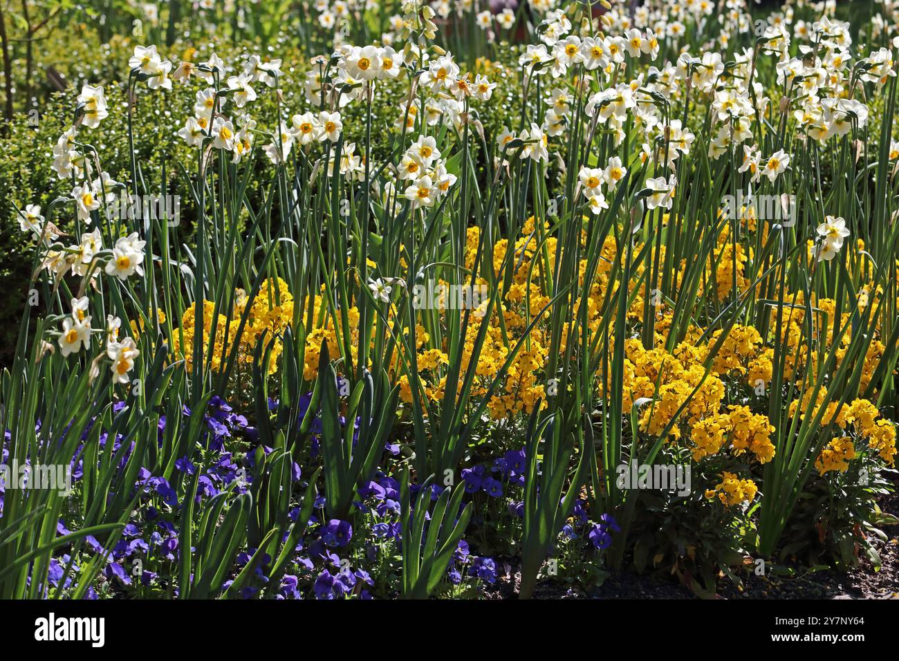 Colorata esposizione di narcisi, pansie e fiori a parati, Visby, Gotland, Svezia Foto Stock