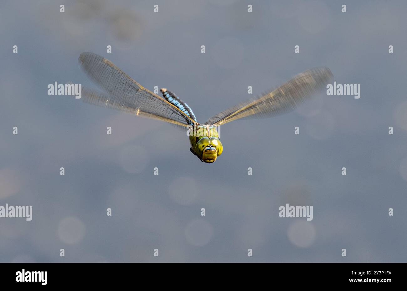 Donna Imperatore Dragonfly - Anax imperatore Foto Stock