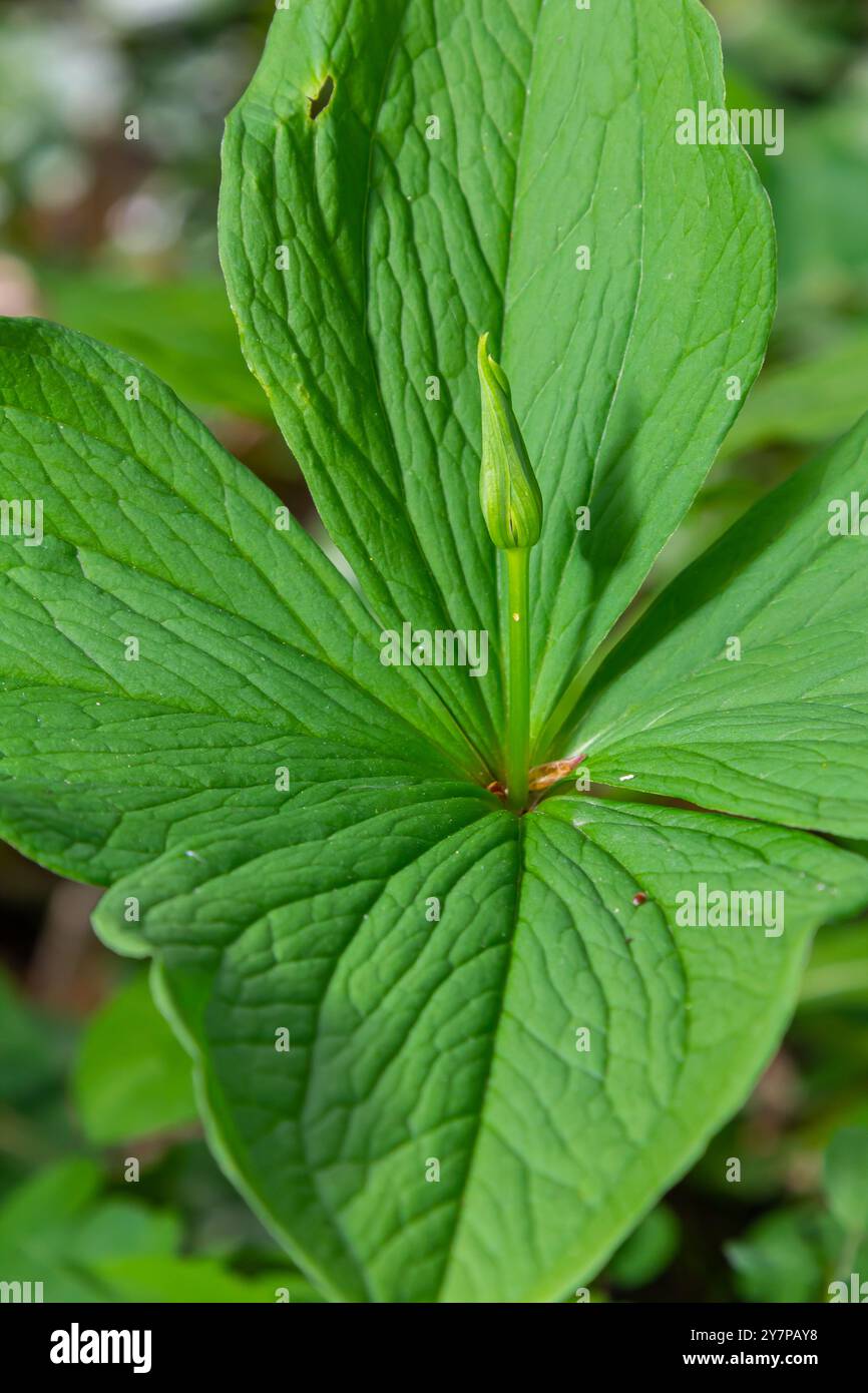 Parigi quadrifolia in fiore. È comunemente conosciuta come Herb Paris o vero nodo di amante. Foto Stock