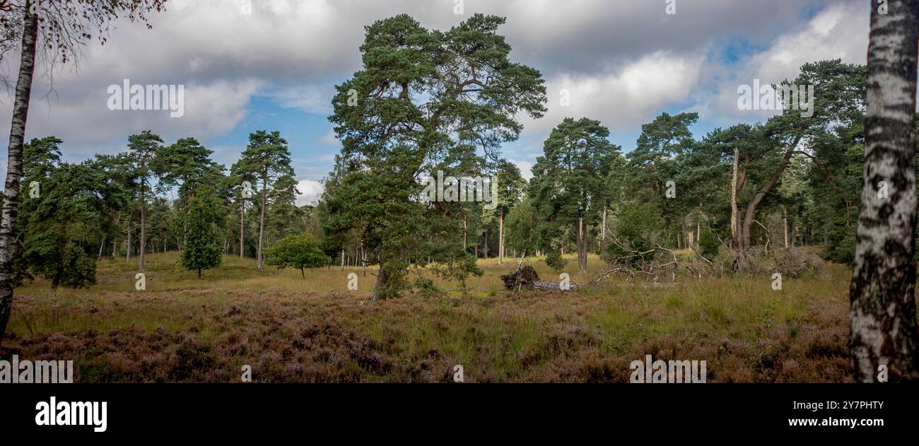 Kroondomein natura olandese 2000 ex famiglia reale terreno di caccia paesaggio nel parco Veluwe. Brughiera nei Paesi Bassi Foto Stock