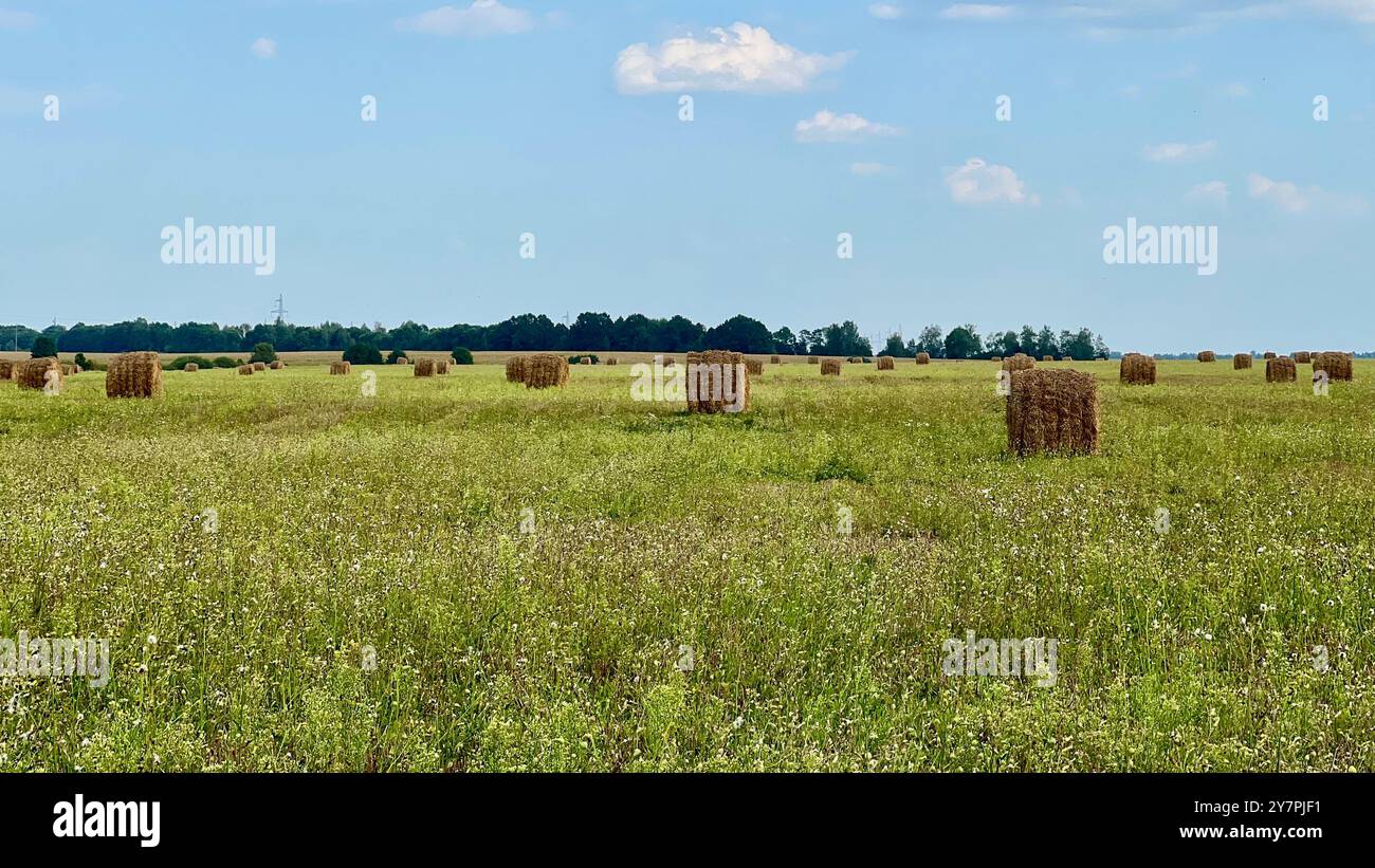 Un paesaggio con fieno da lontano. Haystacks sullo sfondo dell'erba e del cielo blu. Raccolta, festival del raccolto. Computer Summer Landscape - Immagine stock catturata con smartphone