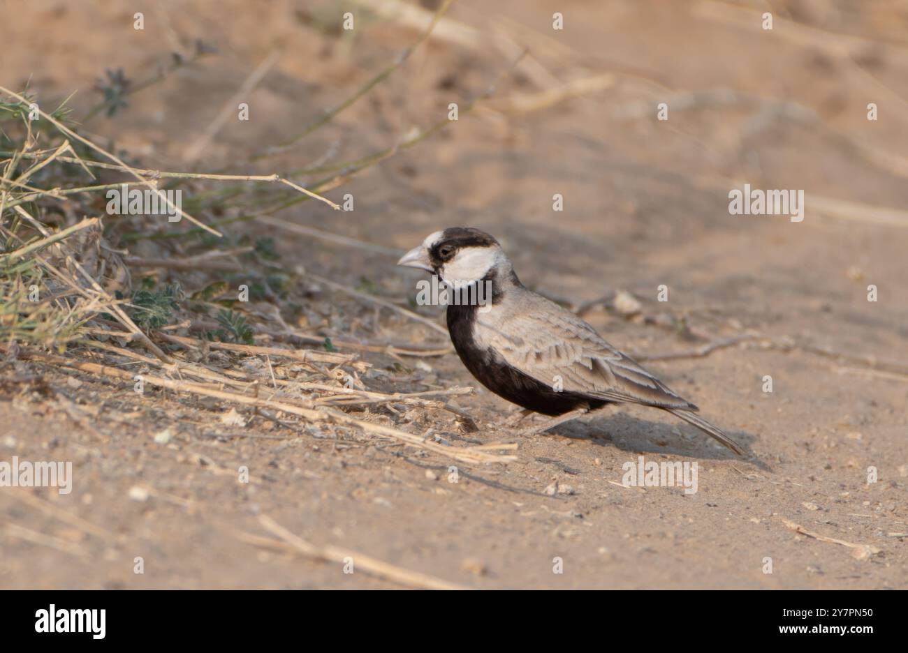 Eremopterix nigriceps, il passero coronato nero, nel parco nazionale del deserto del Rajasthan, India Foto Stock