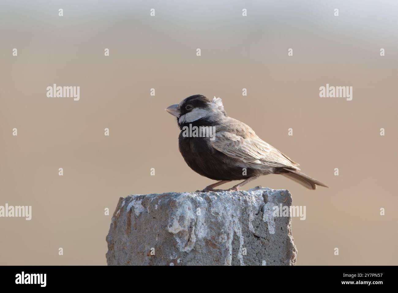 Eremopterix nigriceps, il passero coronato nero, nel parco nazionale del deserto del Rajasthan, India Foto Stock