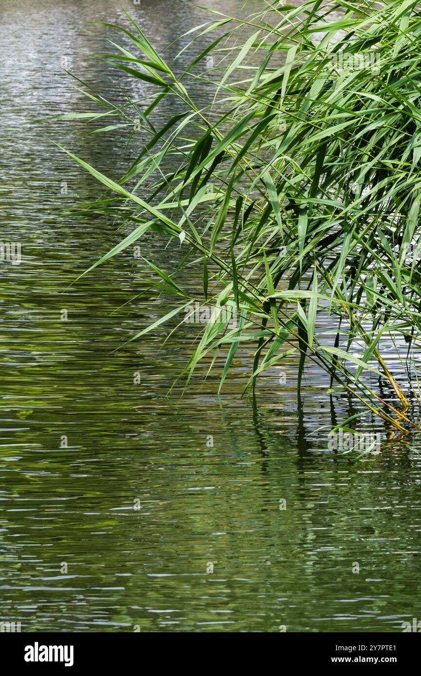 Phragmites australis di canna comune che cresce nel lago Trenance Boating a Newquay in Cornovaglia nel Regno Unito. Foto Stock