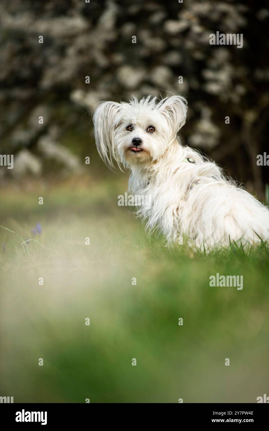 Simpatico cane bianco con sbocchi primaverili Foto Stock