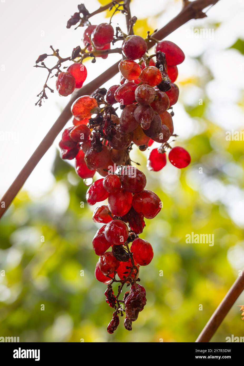 Uve stramature, simbolo di invecchiamento, vecchiaia. Dolce e stropicciato. Foto Stock