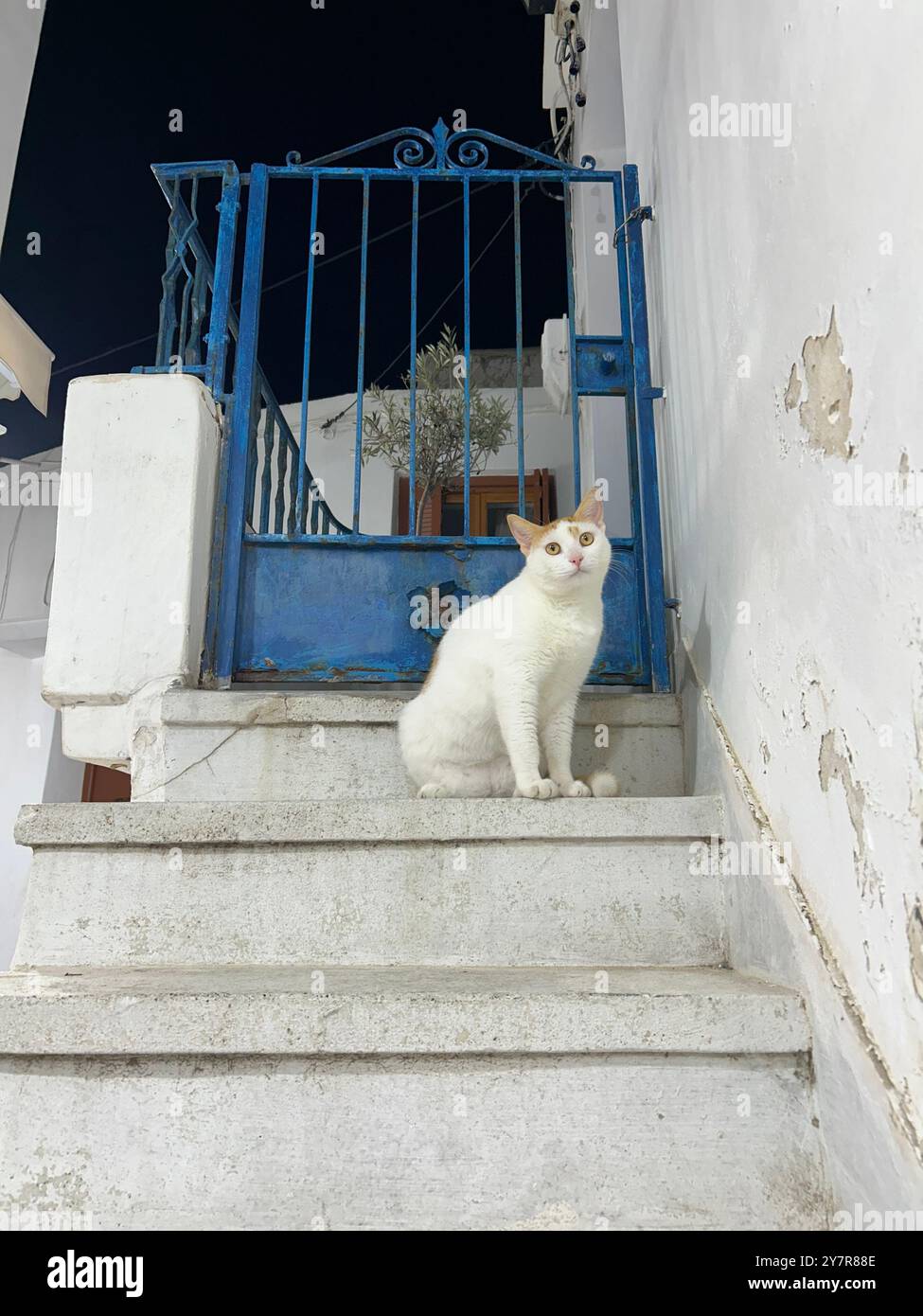 Gatto bianco con orecchie di caramello seduto su gradini di marmo di fronte a una porta di metallo blu in un'isola greca che guarda attraverso con curiosità. cicladi dell'Egeo - Immagine stock catturata con smartphone