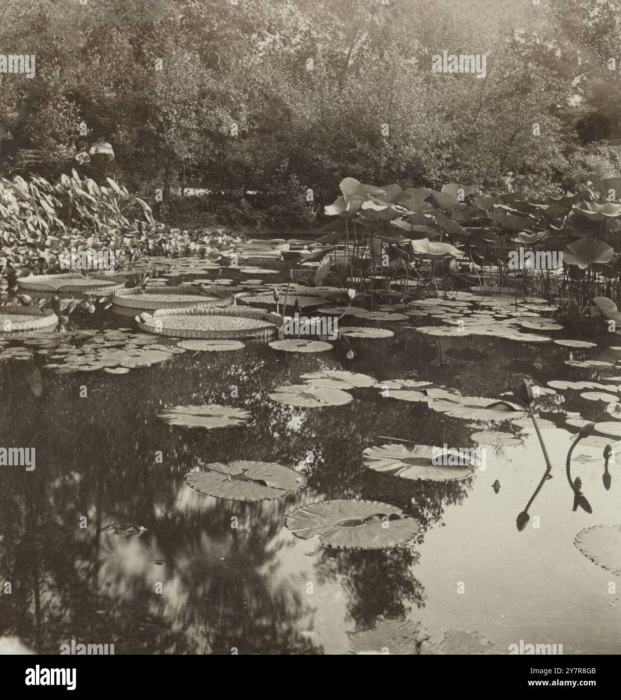 Foto d'epoca di Lily Pads, Garfield Park, Chicago. STATI UNITI. 1908 Foto Stock