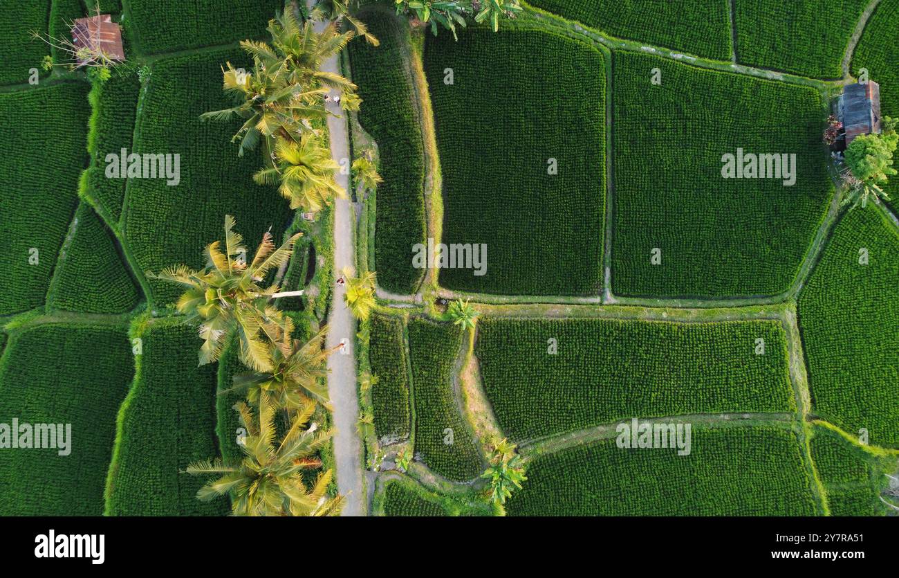 Vista aerea di una risaia nella città di Ubud, Bali, Indonesia. Foto Stock