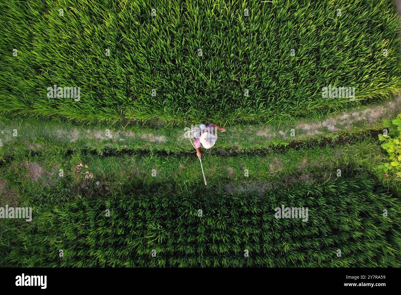L'allevatore di riso spruzza l'erbicida in una risaia situata a Ubud, l'isola di Bali, Indonesia. Foto Stock
