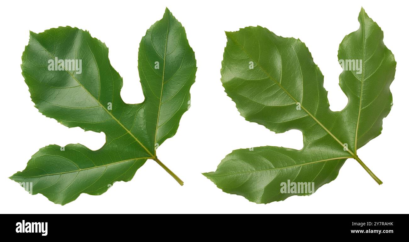 la pianta del frutto della passione lascia uno sfondo bianco isolato, sempreverde con texture lucida e ampio fogliame di passiflora edulis a tre lobi profondi, vista dall'alto del bot Foto Stock