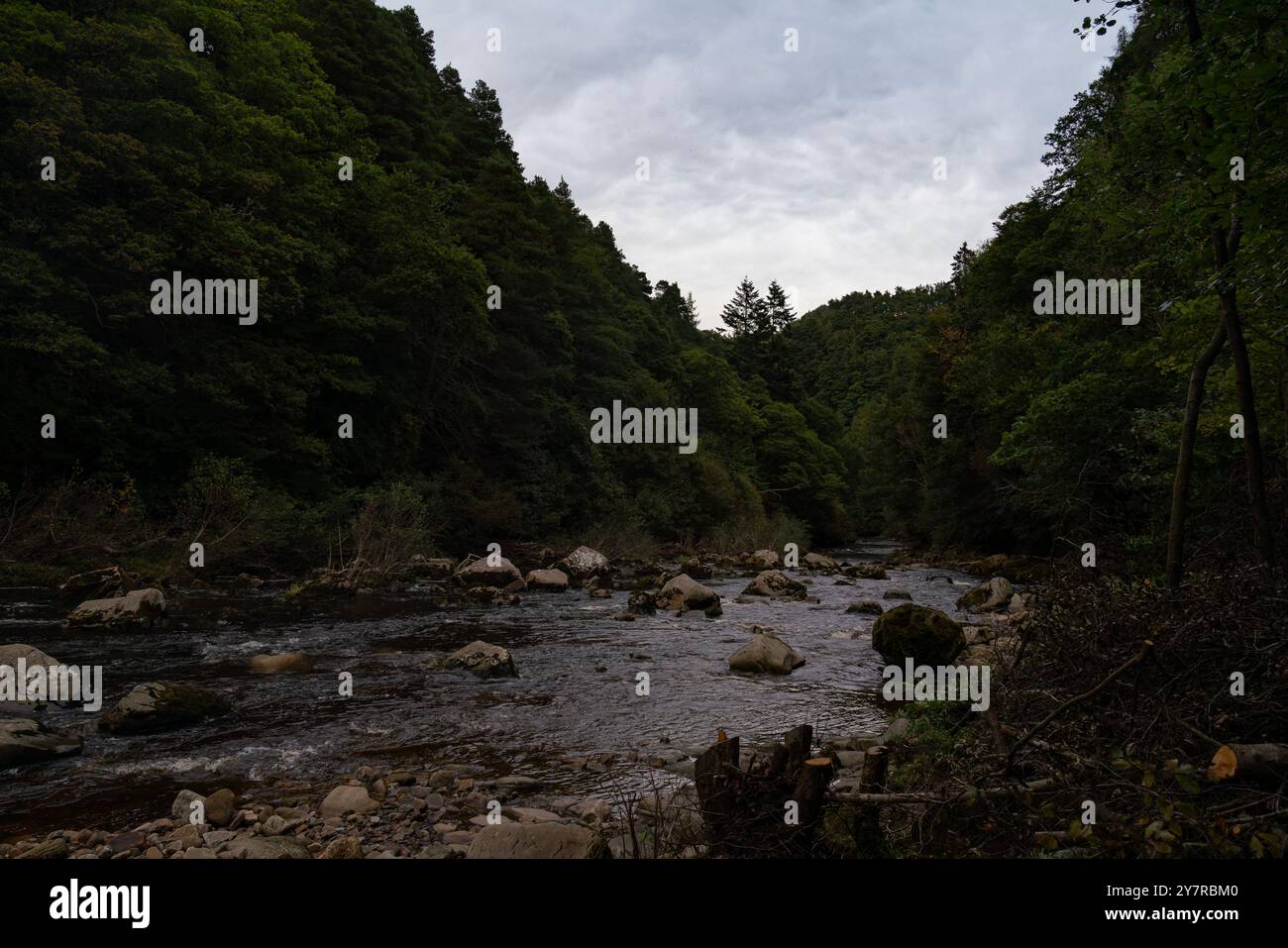 Il fiume Allen scorre attraverso il lussureggiante paesaggio boscoso di Staward Gorge, Northumberland. Foto Stock