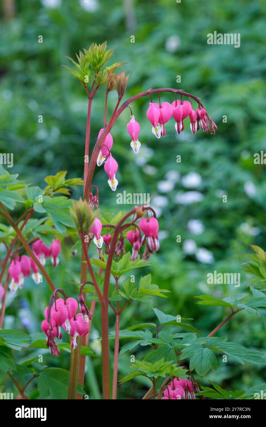 Lamprocapnos spectabilis, cuore sanguinante, cuore sanguinante asiatico, cuore sanguinante Dicentra spectabilis, fiori a forma di cuore, viola-rosa-bianco Foto Stock