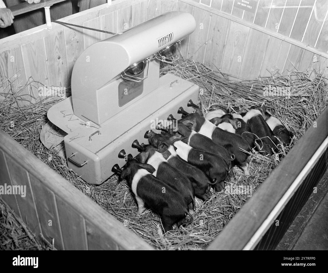 Una madre meccanica dà da mangiare ai maiali. L'8 dicembre 1953, è affamato il lavoro che espone allo Smithfield Show di Londra, ma c'è un allevatore meccanico di maiali per garantire che tutti i cuccioli vengano nutriti e due lampade a infrarossi li mantengano caldi mentre pranzano. Foto di Jack Davies. PJ/73156. Foto di notizie internazionali. Foto Stock