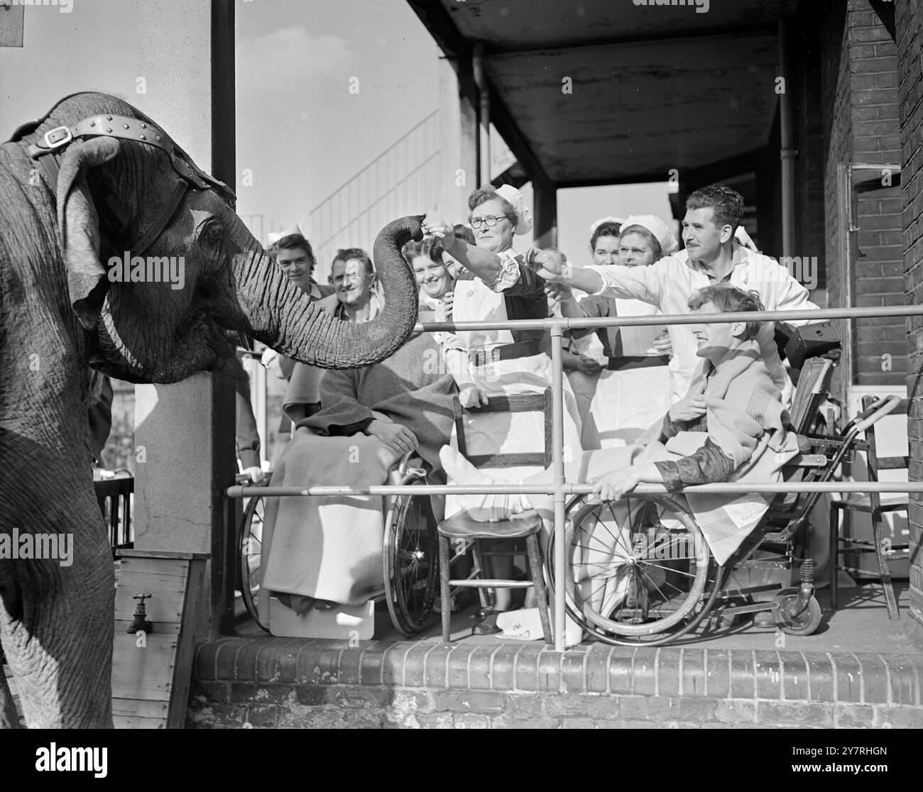 Il circo va all'ospedale. 26.10.53. I giovani pazienti del Connaught Hospital di Walthamstow, Londra, hanno avuto un trattamento oggi quando artisti e animali del circo di Chipperfield hanno fatto visita e messo in mostra nei giardini dell'ospedale. La foto INP mostra che gli elefanti vengono nutriti con tidbit dagli infermieri e dai pazienti dopo aver fatto il loro atto. Foto di Joe Waldorf. PJ/72158. Foto di notizie internazionali. Foto Stock