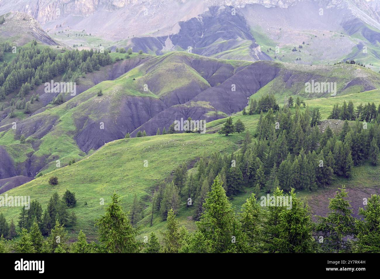Verdi pascoli estivi o pascolo di montagna al col des Champs (2087 m) passo di montagna nel Parco Nazionale del Mercantour nelle Alpi francesi Foto Stock