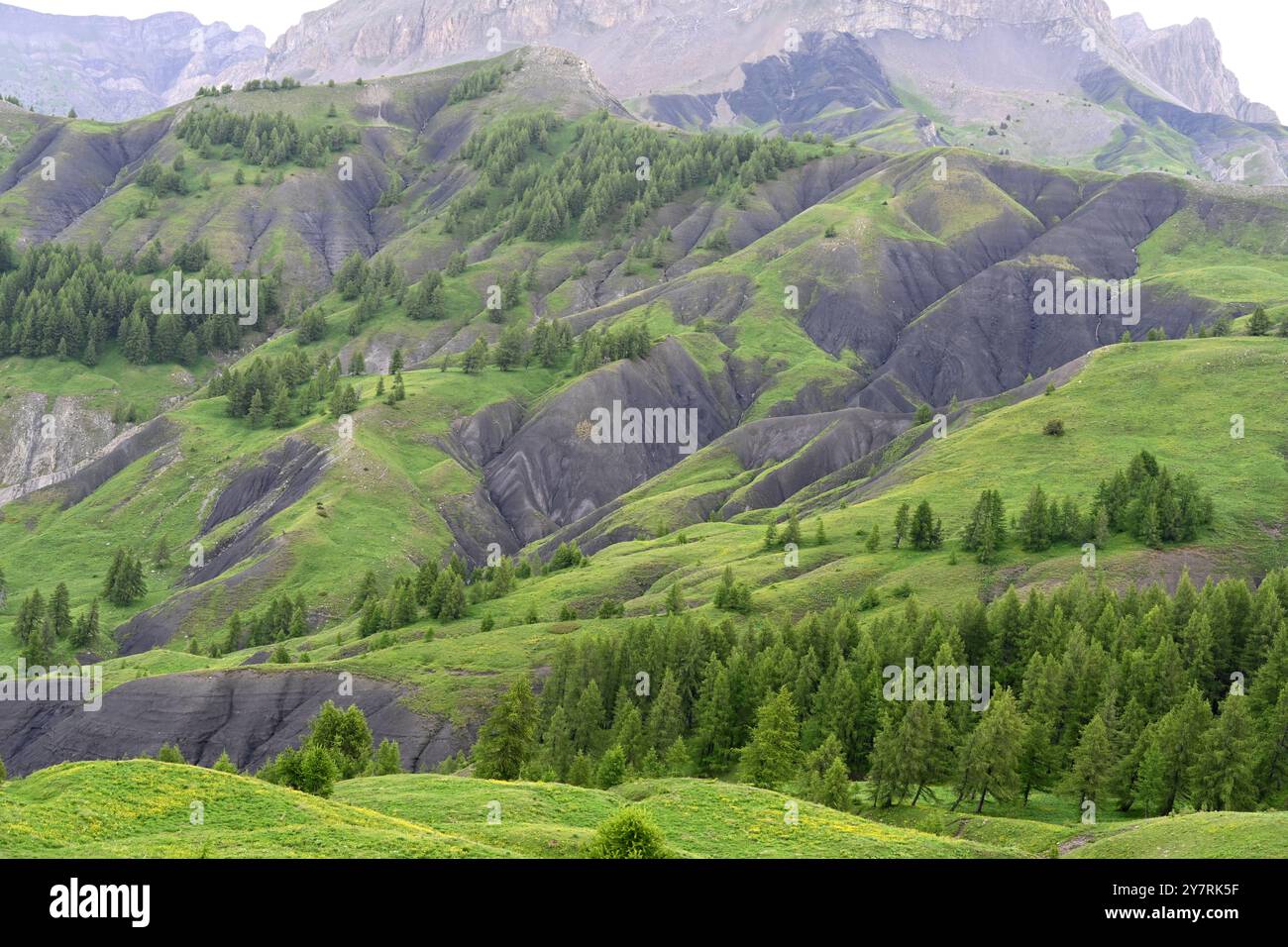 Verdi pascoli estivi o pascolo di montagna al col des Champs (2087 m) passo di montagna nel Parco Nazionale del Mercantour nelle Alpi francesi Foto Stock