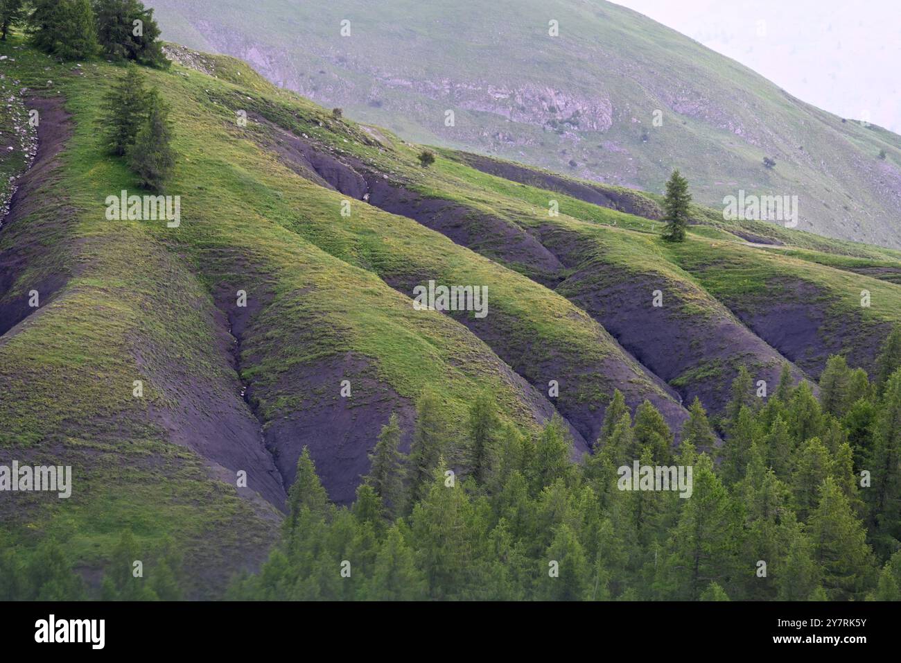 Verdi pascoli estivi o pascolo di montagna al col des Champs (2087 m) passo di montagna nel Parco Nazionale del Mercantour nelle Alpi francesi Foto Stock