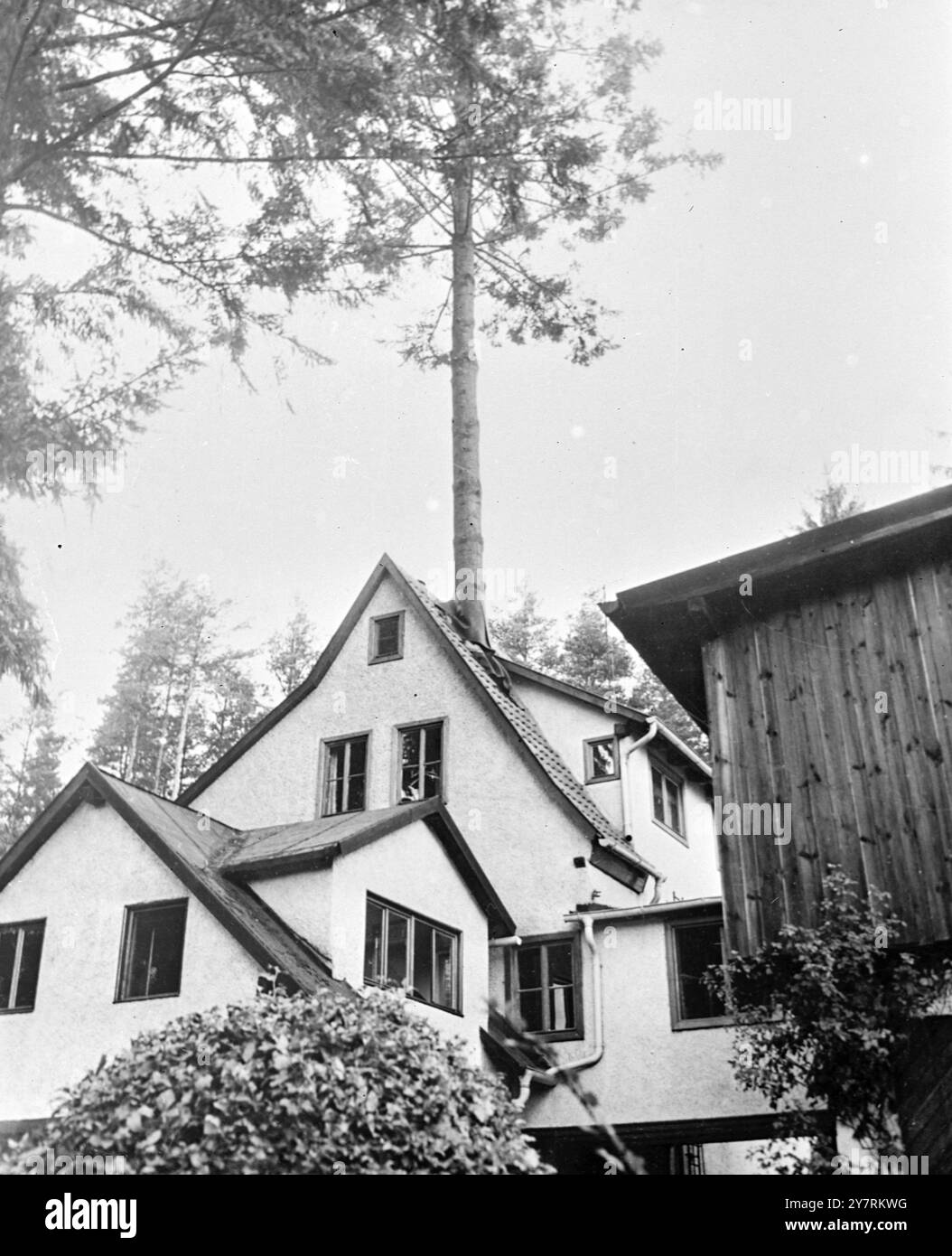 ESCLUSIVO UN ALBERO NELLA CASA 19.10.53. Quando il proprietario tedesco della fabbrica Alfred Rexroth decise di costruirsi una nuova casa sulla cima di una collina a Lohr, sulle montagne di Spessart, scoprì che un enorme abete Douglas stava crescendo sul sito. Poiché l'albero era stato piantato da suo padre nel 1902, Herr Rexroth non aveva il cuore per farlo cadere e fece costruire la casa intorno ad esso. La foto di I.N.P. mostra la casa con l'albero che esce dal tetto e si avvicina sopra di essa. Foto di notizie internazionali. Foto Stock