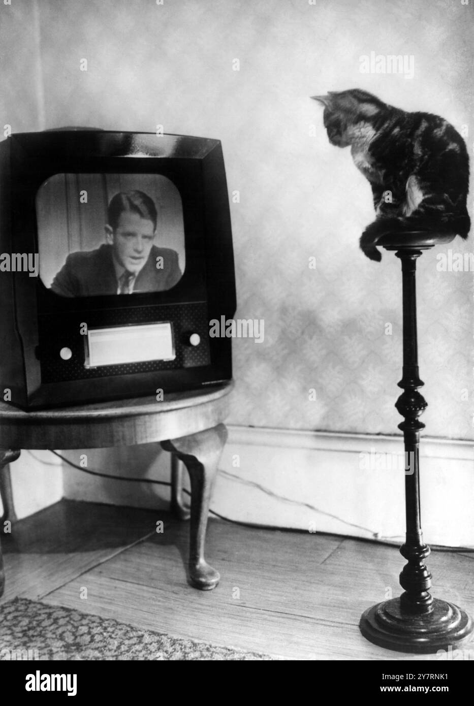 Londra : il gattino di 3 mesi Prudence ha una vista in tribuna del televisore in una casa londinese , e guarda il suo annunciatore preferito di ITV , Chris Chataway . 1956 Foto Stock