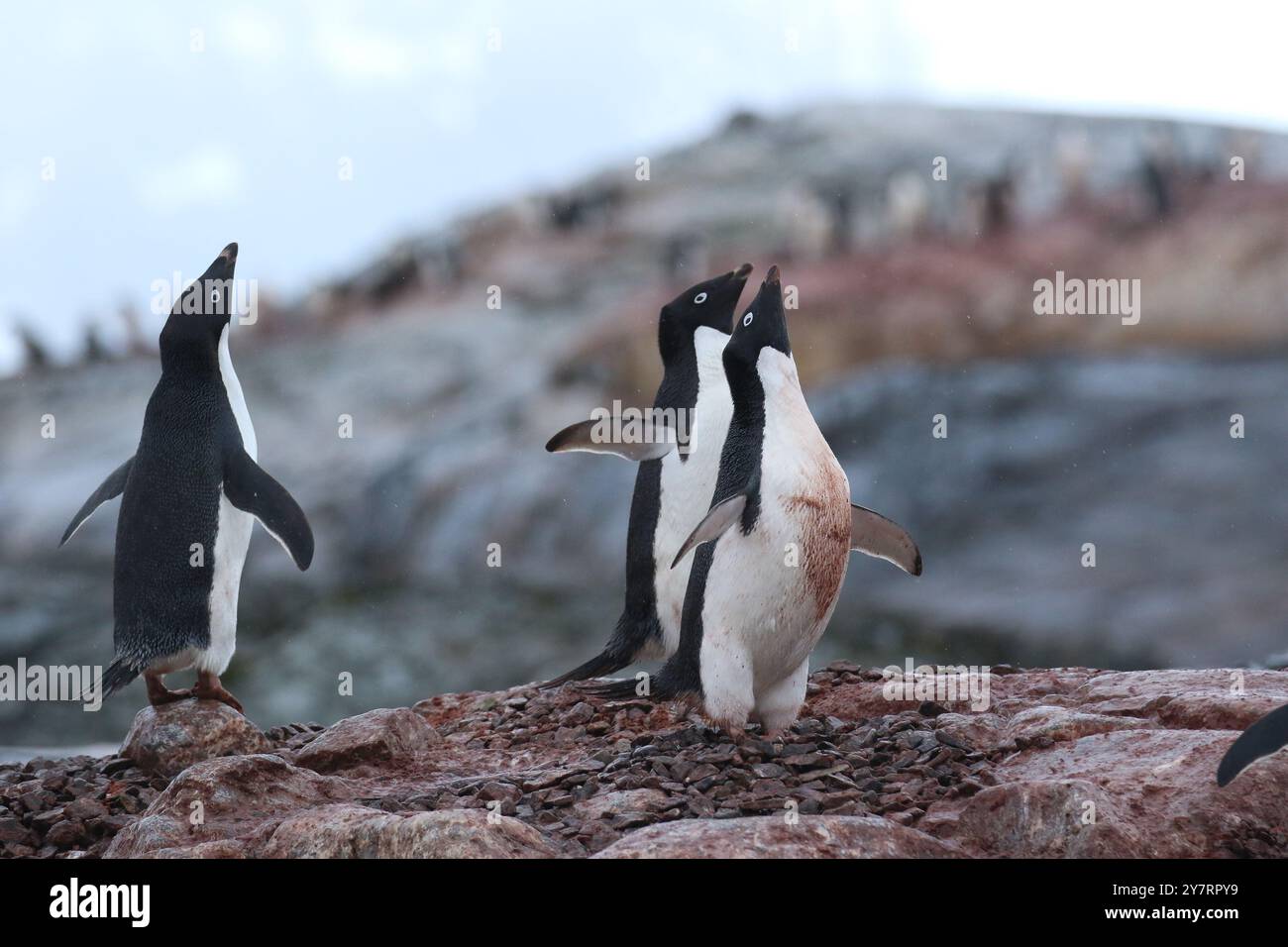Pinguino di Adélie - Pygoscelis adeliae sull'isola di Yalour, Penisola Antartica Foto Stock