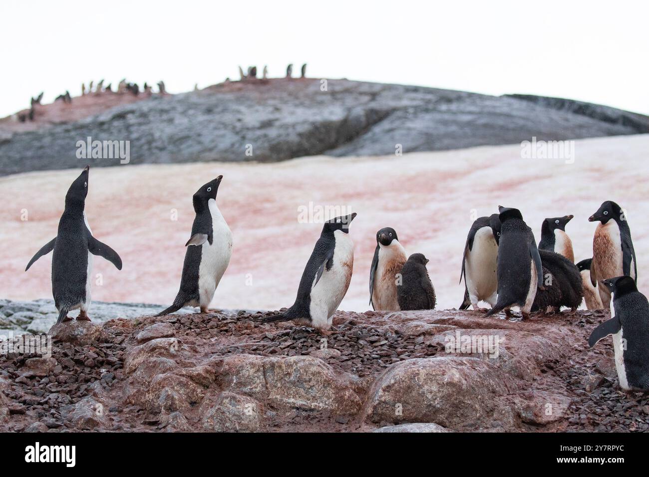 Colonia di pinguini di Adélie - Pygoscelis adeliae sull'isola di Yalour, Penisola Antartica Foto Stock