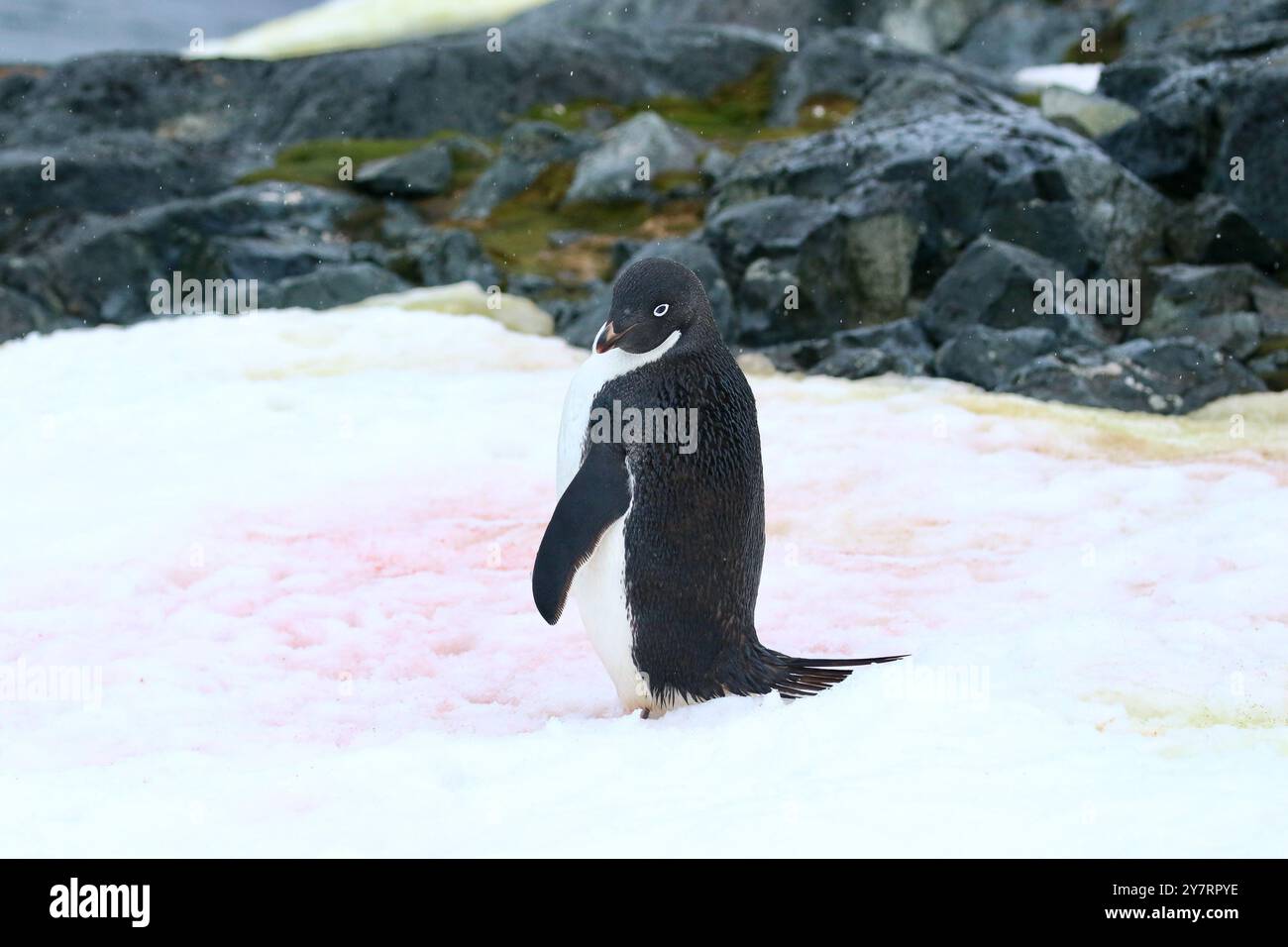 Pinguino di Adélie - Pygoscelis adeliae sull'isola di Yalour, Penisola Antartica Foto Stock