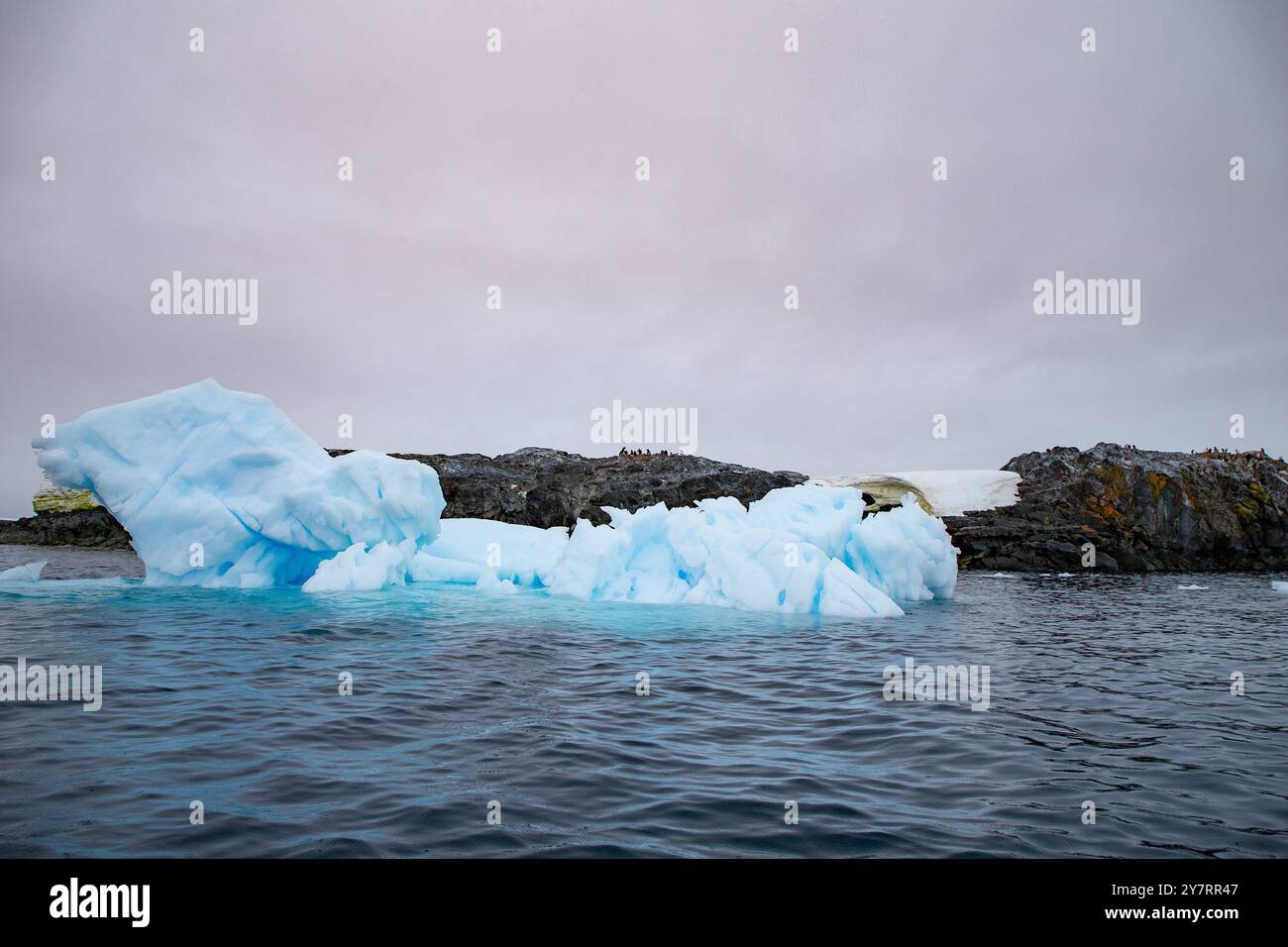 Iceberg e pinguini Adélie sull'isola Yalour, penisola antartica Foto Stock