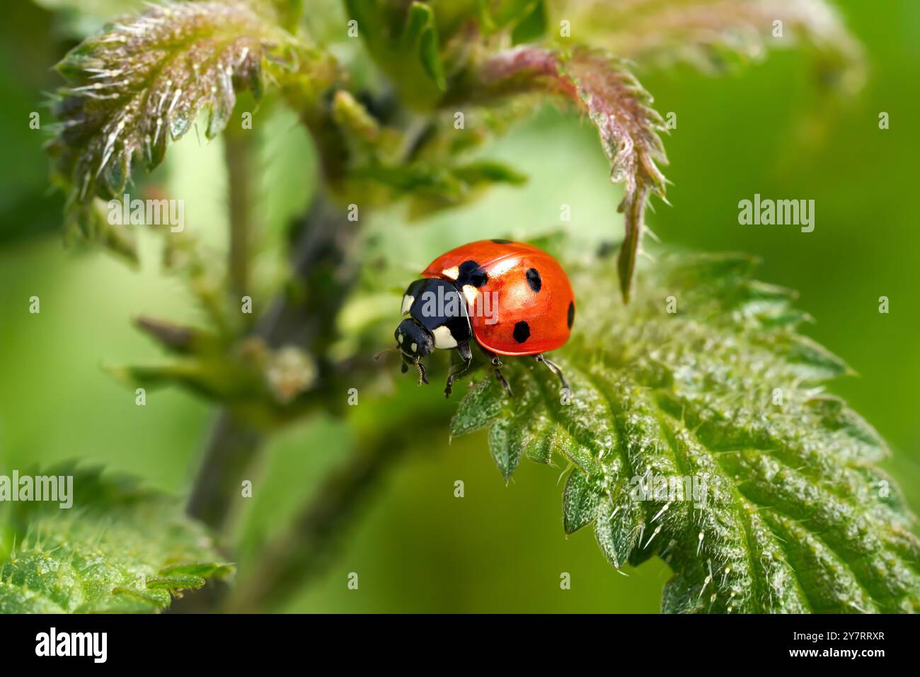 Primo piano di una pianta di coccinella septempunctata in sette punti Foto Stock