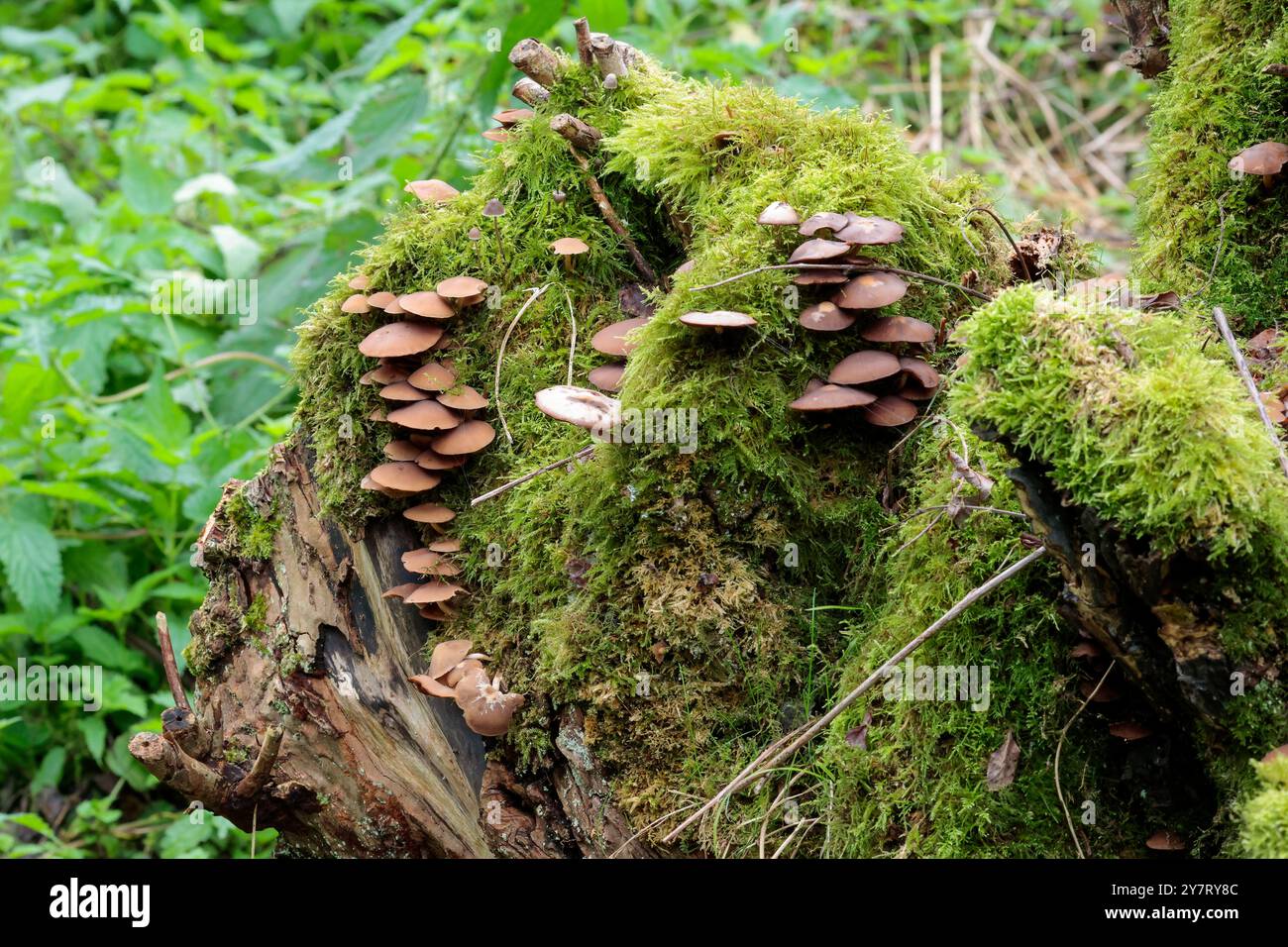 Scudo di cervo come funghi Pluteus cervinus marrone liscio cappucci leggermente conici multipli in strati su vecchio ceppo d'albero coperto di muschio a fine estate Foto Stock