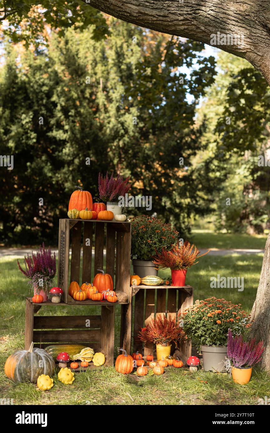 Bellissime zucche di diverse dimensioni si trovano a terra. Riunione. Festa delle zucche. Foto di alta qualità Foto Stock