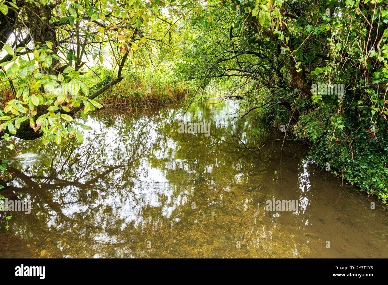 Il delizioso River Piddle a Tolpuddle, Dorset, Inghilterra, Regno Unito Foto Stock