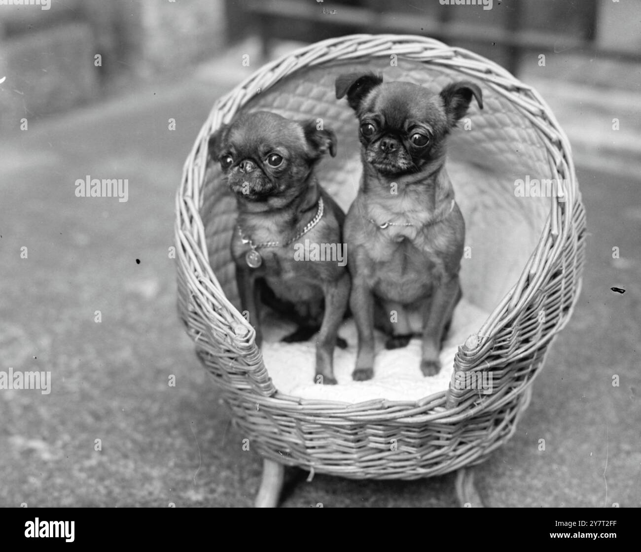 CESTINO PER DUE cesti di vimini rappresenta un ambiente ideale per questi due Griffon Bruxellois - di proprietà della signora D. Bridle di Weybridge , Surrey - e mostrato oggi nello spettacolo Griffon Bruxellois a panchina aperta nella Trinity Church Hall , Great Portland Street , Londra . I cani sono LALALAROOKH CREAM-ROUGE. I collari sono in oro massiccio . 29 novembre 1950 Foto Stock