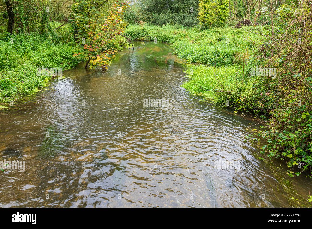 Il delizioso fiume Piddle nel villaggio di Affpuddle, Dorset, Inghilterra, Regno Unito Foto Stock