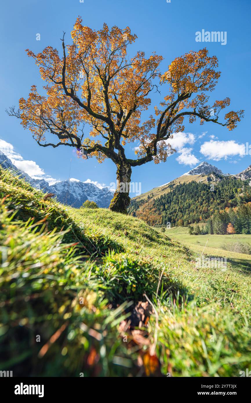 Antico acero di sicomoro con foglie d'autunno dorate sull'Ahornboden, sulle montagne del Karwendel, retroilluminato dal sole, Tirolo, Austria Foto Stock
