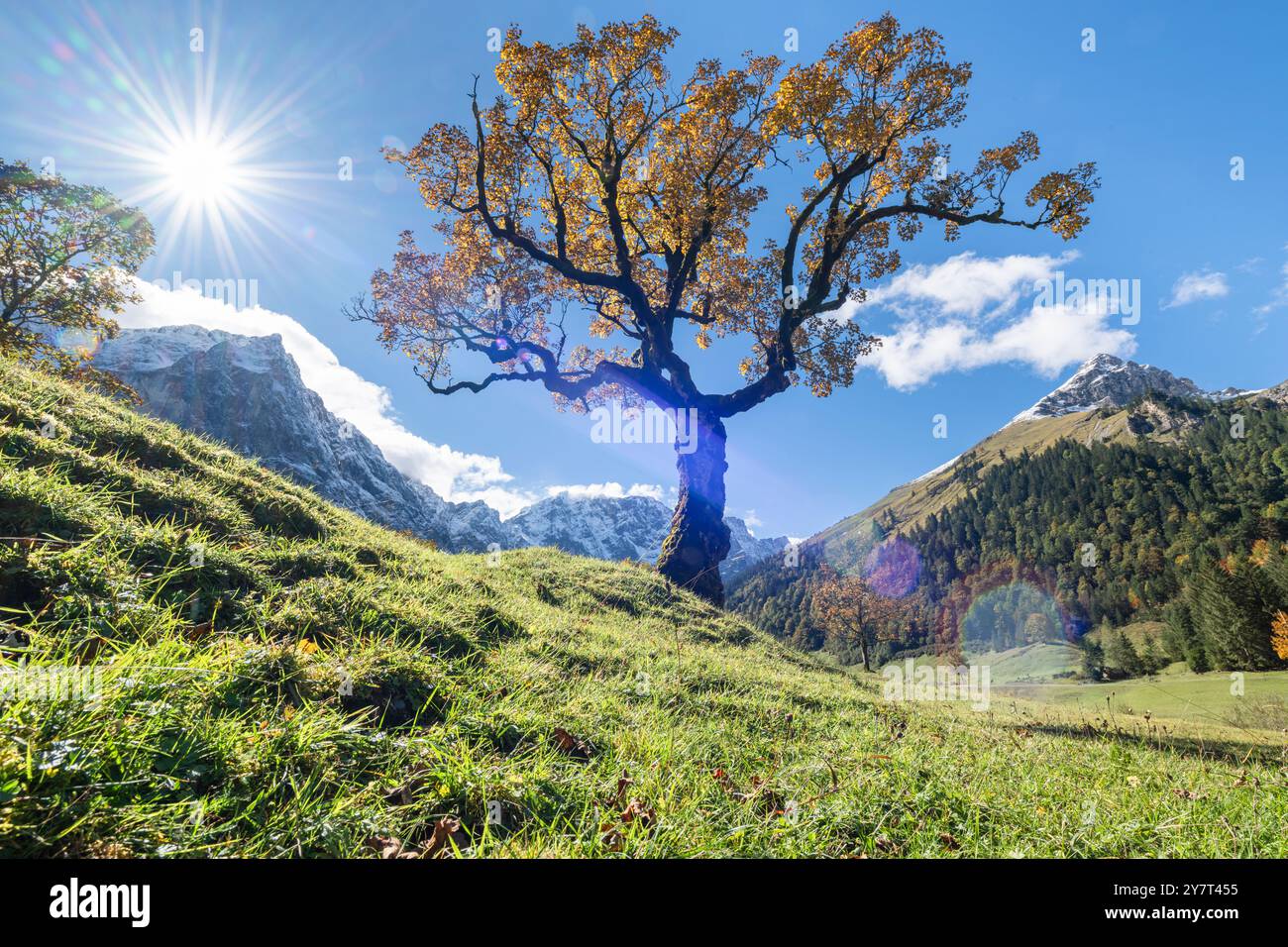 Antico acero di sicomoro con foglie d'autunno dorate sull'Ahornboden, sulle montagne del Karwendel, retroilluminato dal sole, Tirolo, Austria Foto Stock