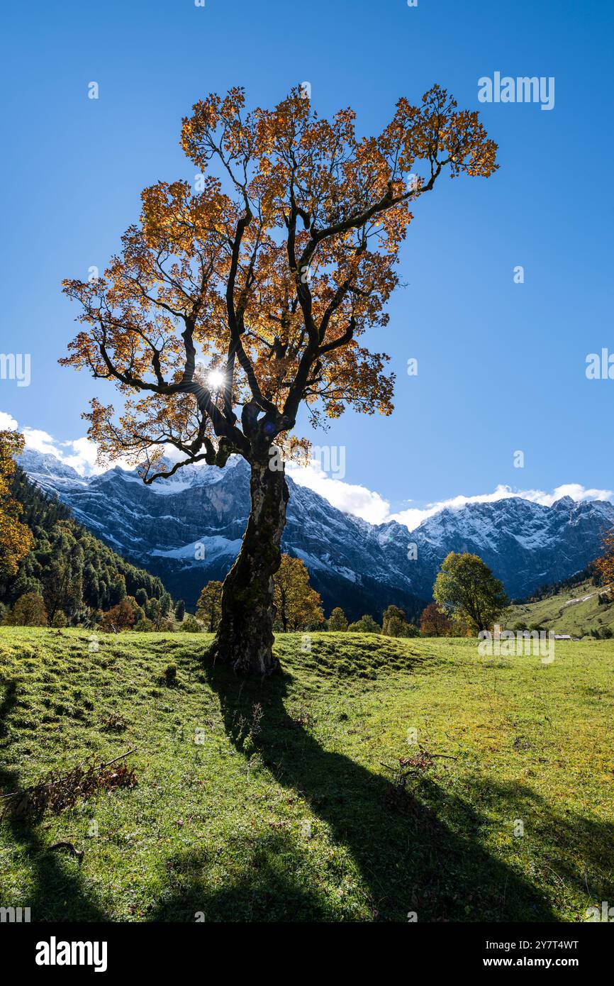 Antico acero di sicomoro con foglie d'autunno dorate sull'Ahornboden, sulle montagne del Karwendel, retroilluminato dal sole, Tirolo, Austria Foto Stock