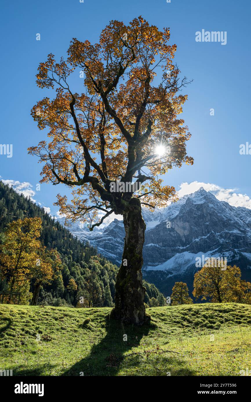 Antico acero di sicomoro con foglie d'autunno dorate sull'Ahornboden, sulle montagne del Karwendel, retroilluminato dal sole, Tirolo, Austria Foto Stock