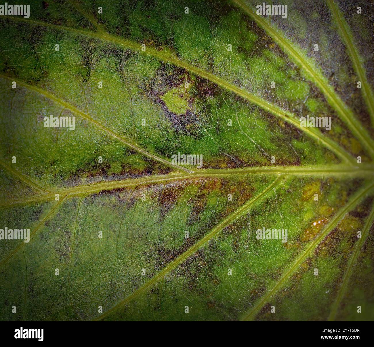 vista ravvicinata di una foglia verde e marrone di una pianta di zucca con spesse vene gialle Foto Stock