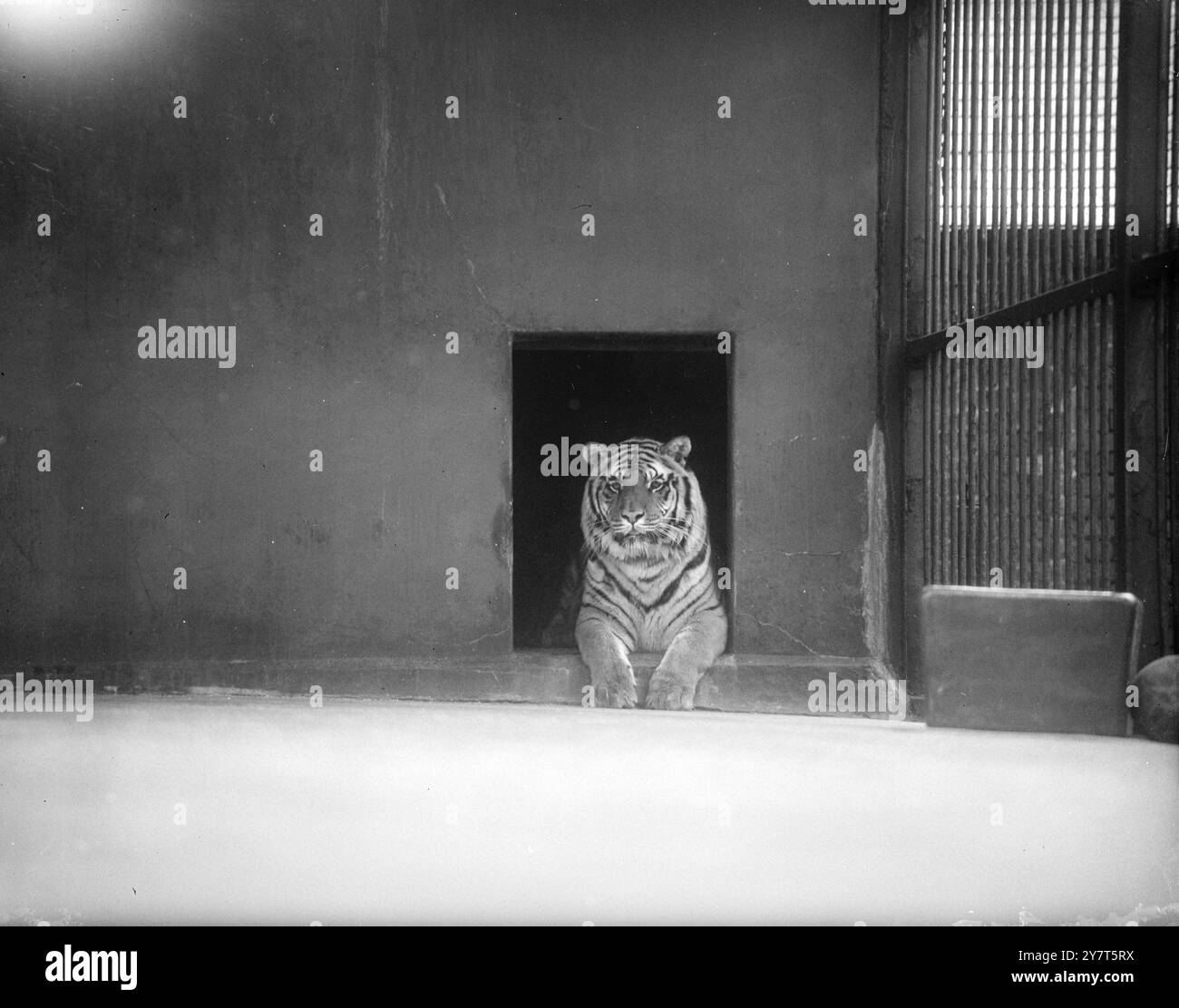 LUCKY LIE-ABED . Come molti altri londinesi brividi , BACCHA la tigre lancia un naso cauto attraverso la porta della sua camera da letto e osserva un mondo gelido allo Zoo di Londra . Ma è più fortunato della maggior parte degli altri londinesi; brilla, decide di "non andare in ufficio oggi" e si prepara a tornare sotto le tigri equivalenti delle coperte calde. 4 dicembre 1950 Foto Stock LUCKY LIE-ABED . Come molti altri londinesi brividi , BACCHA la tigre lancia un naso cauto attraverso la porta della sua camera da letto e osserva un mondo gelido allo Zoo di Londra . Ma è più fortunato della maggior parte degli altri londinesi; brilla, decide di "non andare in ufficio oggi" e si prepara a tornare sotto le tigri equivalenti delle coperte calde. 4 dicembre 1950 Foto Stock