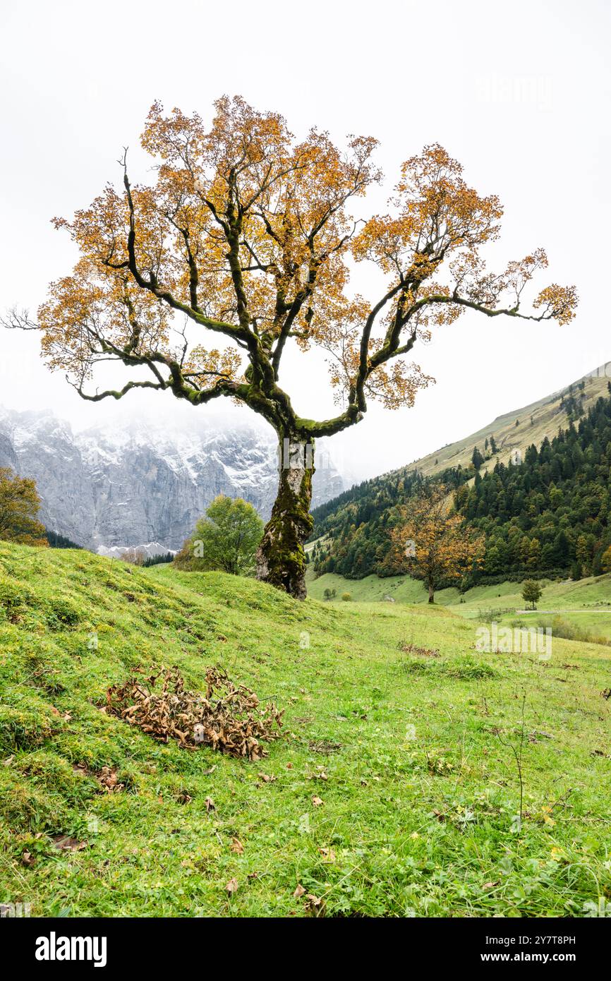 Vecchio acero di sicomoro con foglie d'autunno dorate sull'Ahornboden, sulle montagne del Karwendel, di fronte a un cielo nuvoloso, Tirolo, Austria Foto Stock