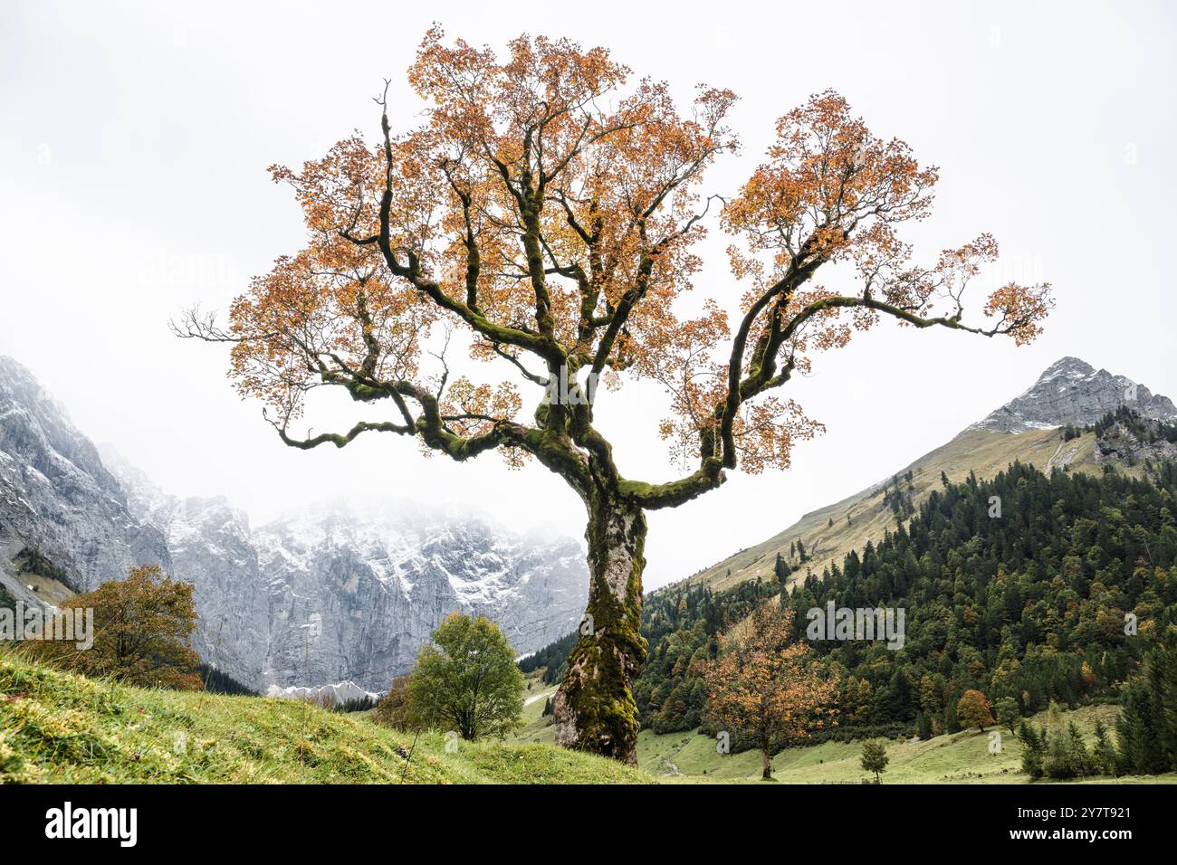 Vecchio acero di sicomoro con foglie d'autunno dorate sull'Ahornboden, sulle montagne del Karwendel, di fronte a un cielo nuvoloso, Tirolo, Austria Foto Stock