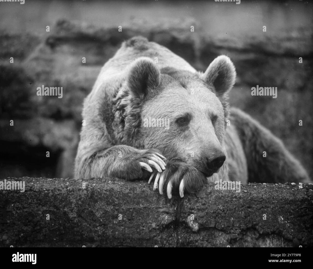 Nella sua casa Mappin Terrace ( Zoo di Londra ) i SOTTACETI IN PENSIERO in uno stato d' animo penoso sono I SOTTACETI - un orso siriano - qui mostrato mentre guarda in estate in retrospettiva dalla dolente tristezza dell' autunno . Visioni di folle , arachidi abbondanti , luce del sole pigro passano davanti al suo sguardo premuroso . Ora ci sono cieli grigi , pochi visitatori . Ma Pickles può essere filisofico ; ci riproverà l' anno prossimo . 28 ottobre 1950 Foto Stock