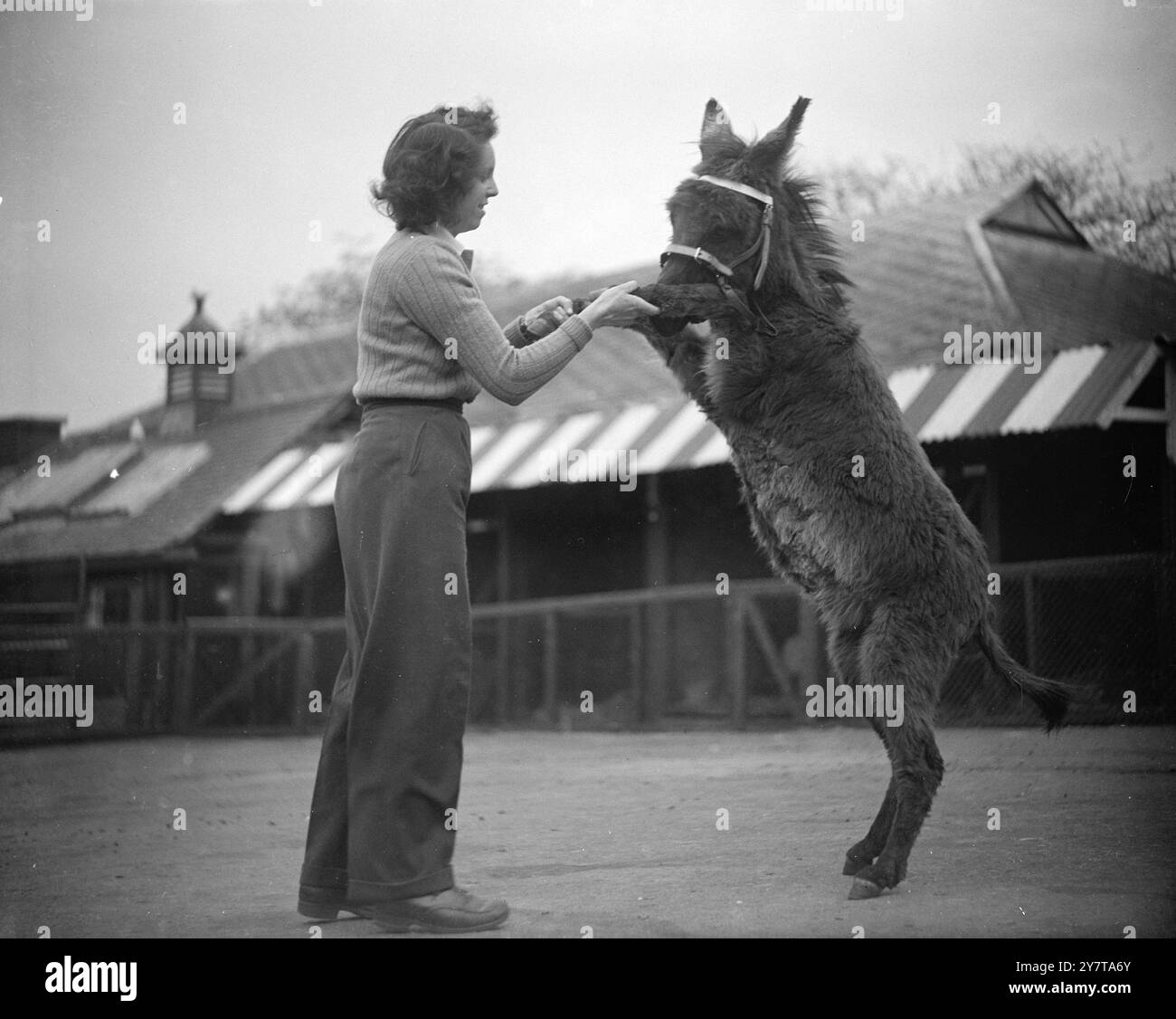 PYGMY MARIE PUÒ TENERE IL SUO 20 maggio 1950 anche se è fragile, Marie l'asino pigmeo, può alzarsi in piedi (con l'assistenza di Peggy Mann) all'angolo dei bambini dello zoo di londra, dove è "solo spettacolo". Marie, in compagnia di altri due piccoli asini, Jack e Keith, fu ricevuta in cambio dallo zoo di Zagabria, in Jugoslavia. Anche se è completamente cresciuta, non si trova più di 30 centimetri alla spalla. Gli asini, tre dei più piccoli mai visti al Children's Zoo, sono troppo fragili per fare giostre. Ma come possono parlare, i custodi dicono che la brasatura deve essere ascoltata per essere credente Foto Stock
