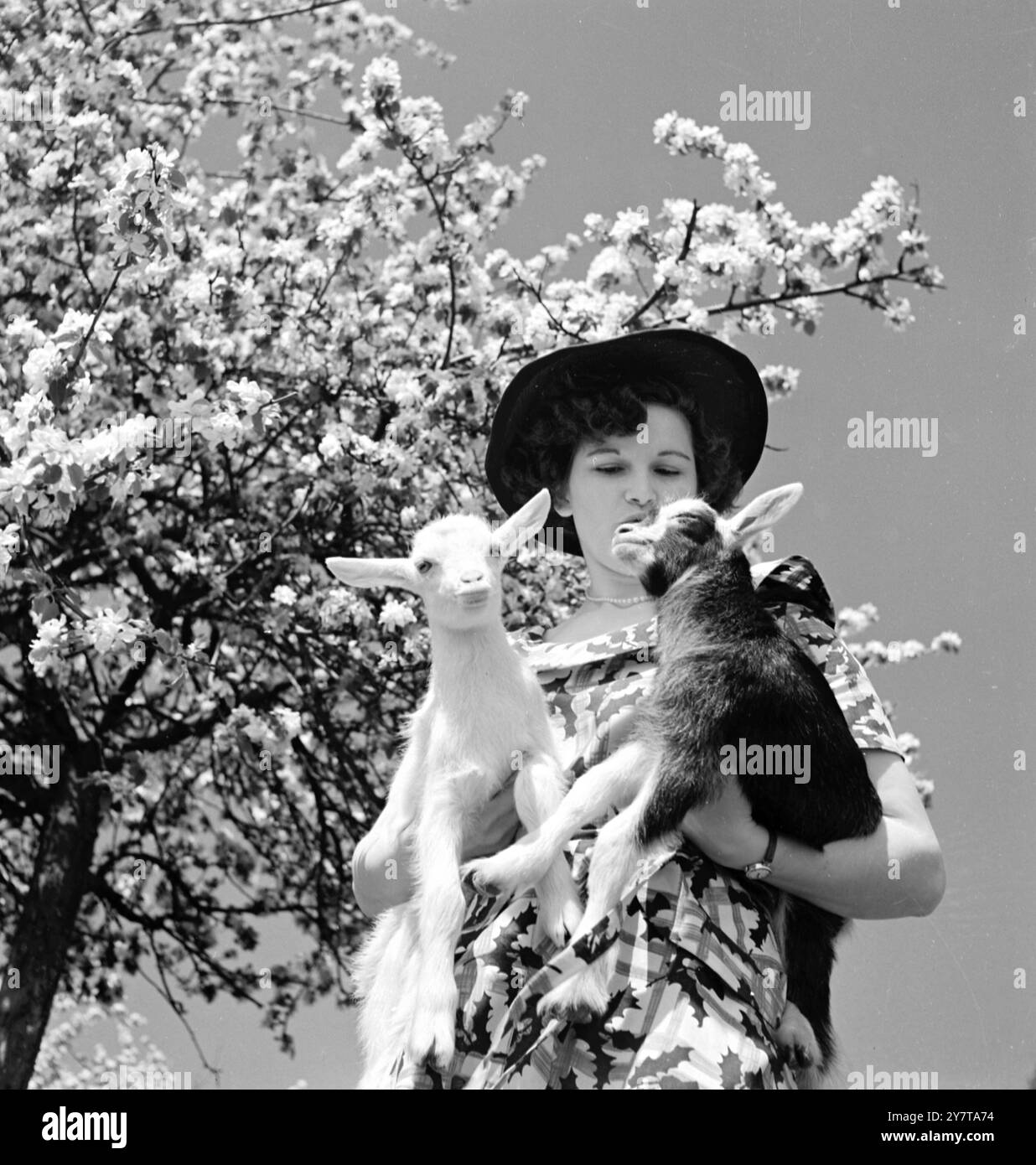 TUTTE LE ORECCHIE PER LA MUSICA DELLA PRIMAVERA 22 maggio 1950 orecchie allerta, la capra in attesa a sinistra potrebbe ascoltare la musica dei venti primaverili tra gli alberi, ma per il suo compagno (occhi chiusi beatamente) questo quadro idilliaco è completo. Il sole, il profumo dei fiori di mele e le gentili attenzioni di Brenda Harding di Stockwood, Keynsham, Somerset: Cos'altro potrebbe volere un bambino? Foto Stock