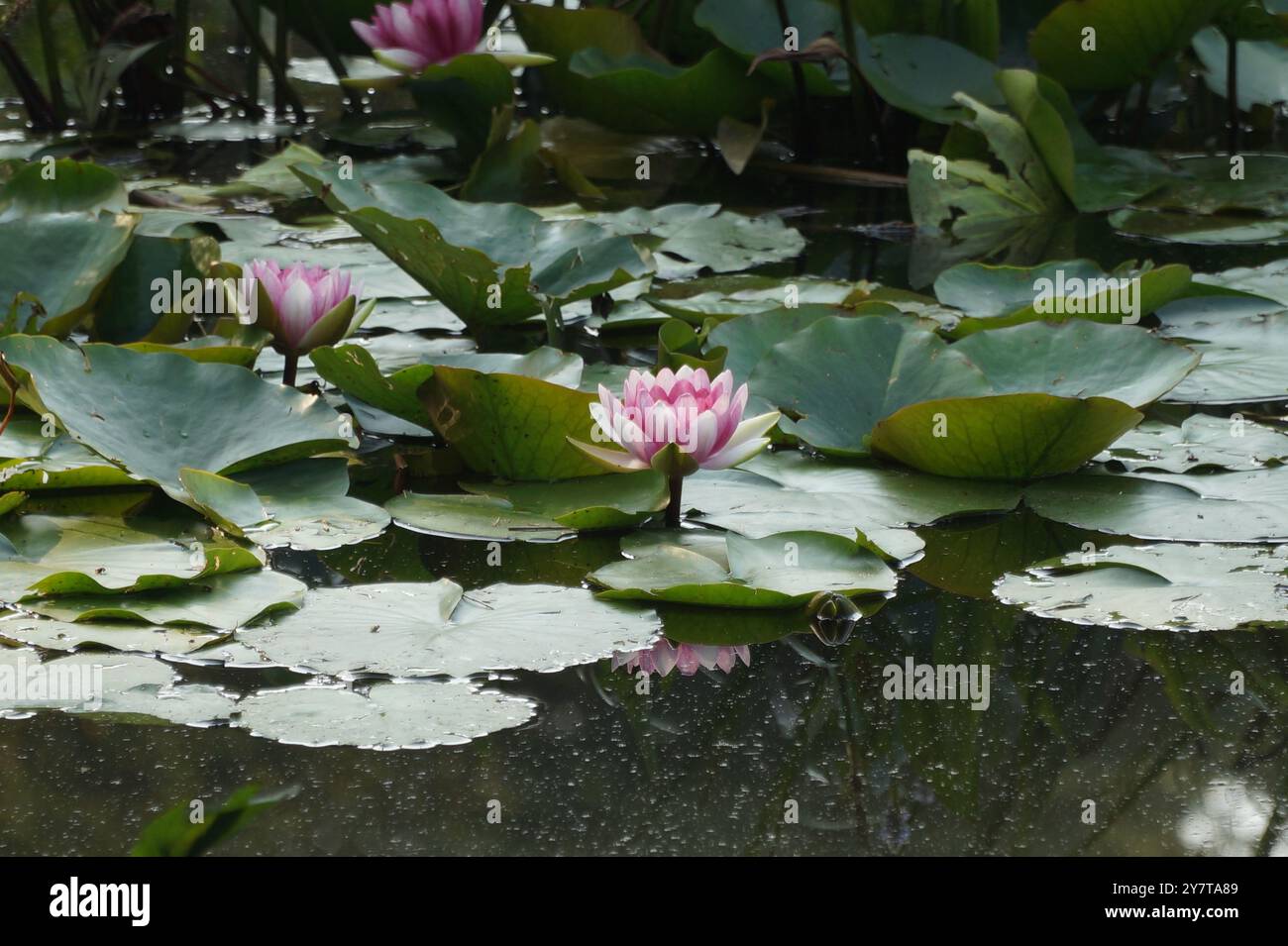 Fiori d'acqua e ninfee multipli Foto Stock