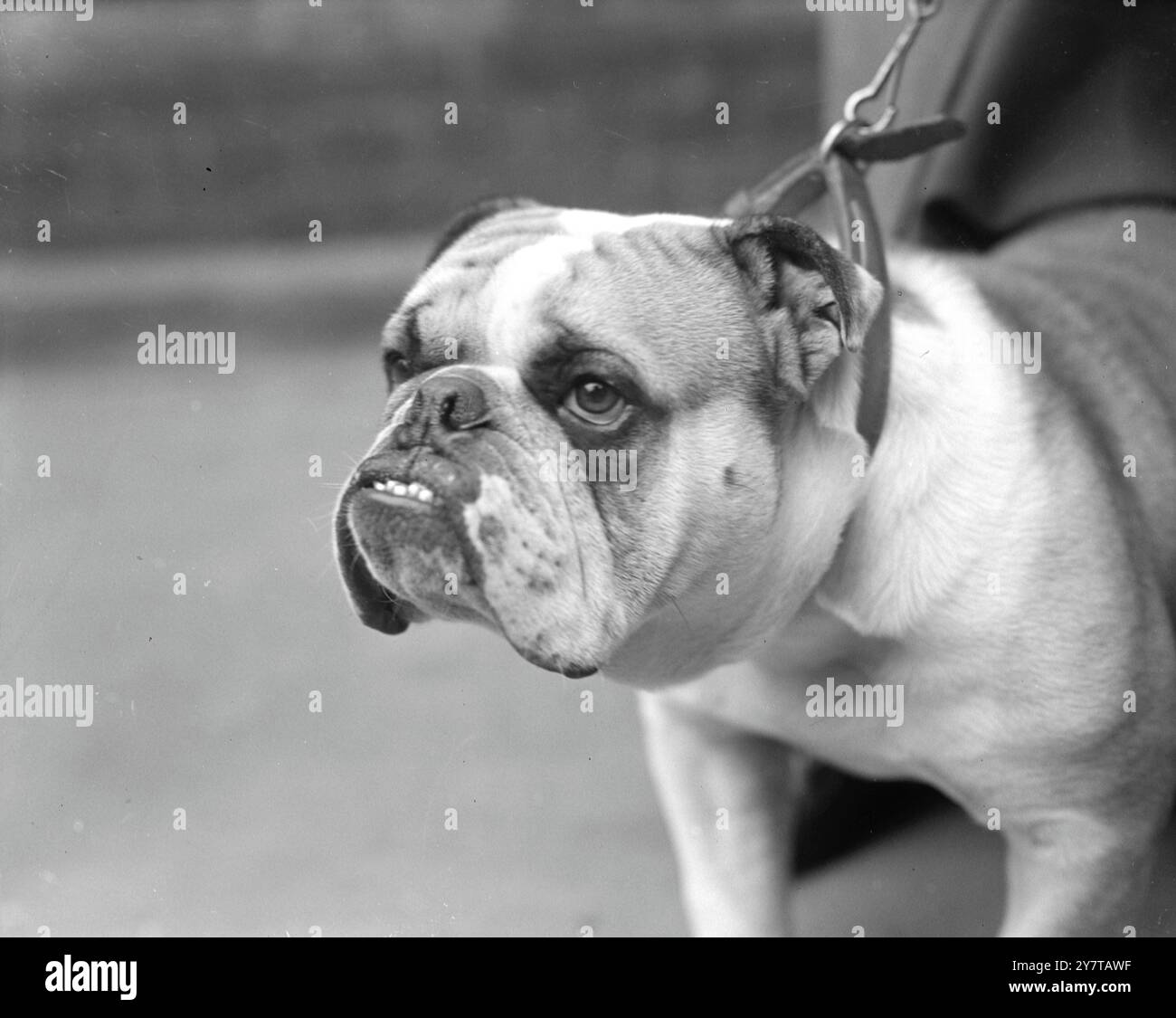 PREMIO BULLDOG BAYBRIDGE BANCHIERE , - di proprietà della sig.ra D. Evans di Portsmouth , Hants , posa per una fotografia della vittoria dopo aver vinto un primo premio e una riserva nella mostra canina del campionato della Ladies' Kennel Association di Olympia , Londra . Baybridge è uno dei migliori bulldog della sua classe allo spettacolo. Novembre 1950 Foto Stock