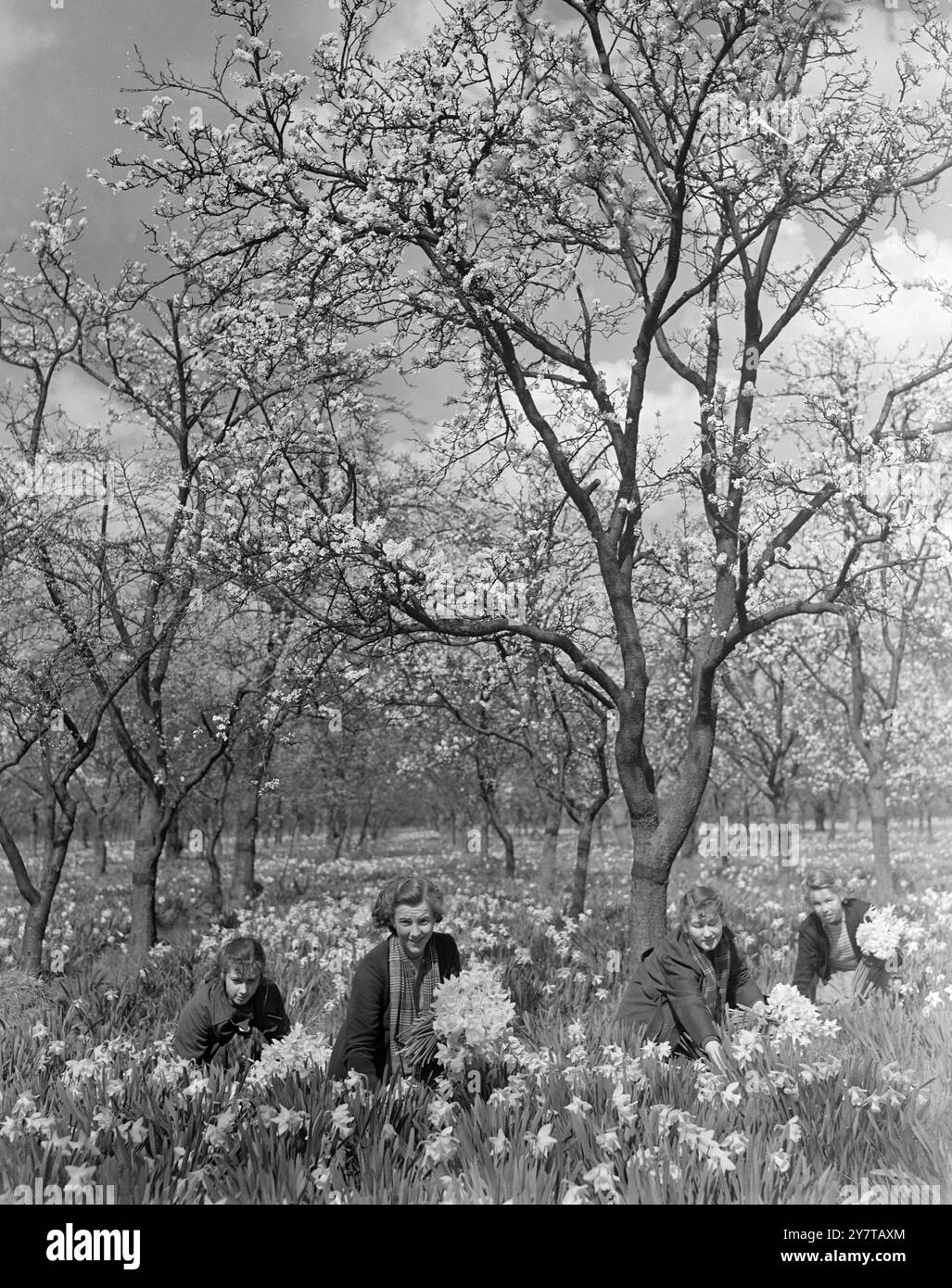 PAVIMENTATE CON GOLD5 aprile 1950 con un tappeto dorato sotto e un baldacchino di fiori sopra, queste ragazze delle scuole secondarie, guadagnando soldi extra durante le vacanze scolastiche raccogliendo narcisi, hanno trovato la miscela ideale di affari e piacere a Osterley Park Gardens, Middlesex. Foto Stock